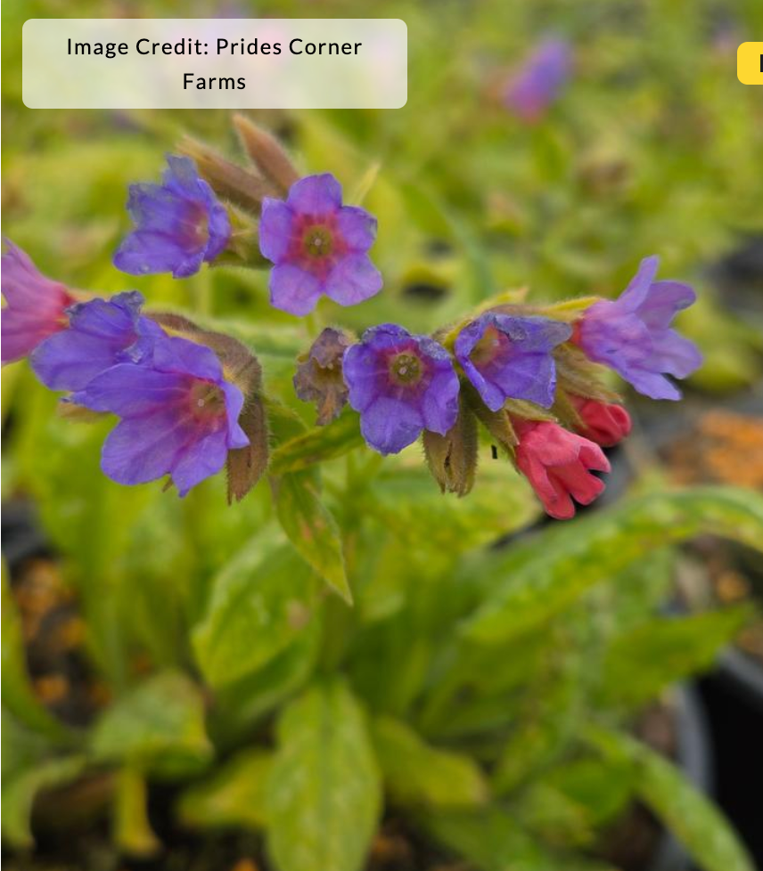 Pulmonaria 'Celebration' (Lungwort)