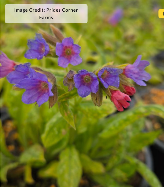 Pulmonaria 'Celebration' (Lungwort)