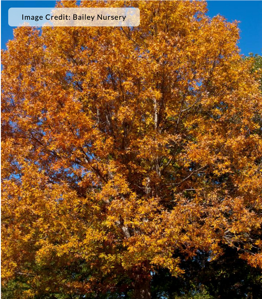 Quercus Alba (White Oak)