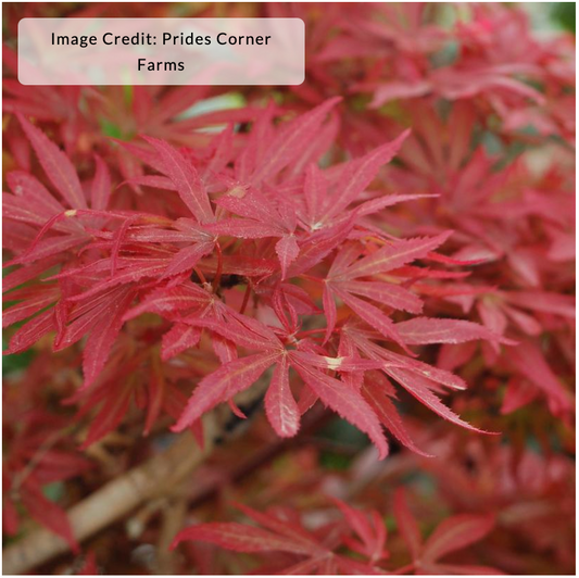Acer palmatum 'Shaina'