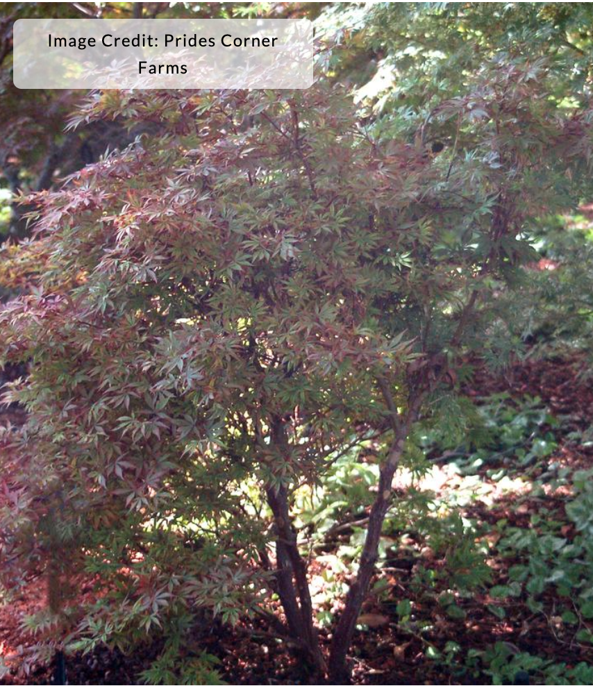 Acer palmatum 'Shaina'