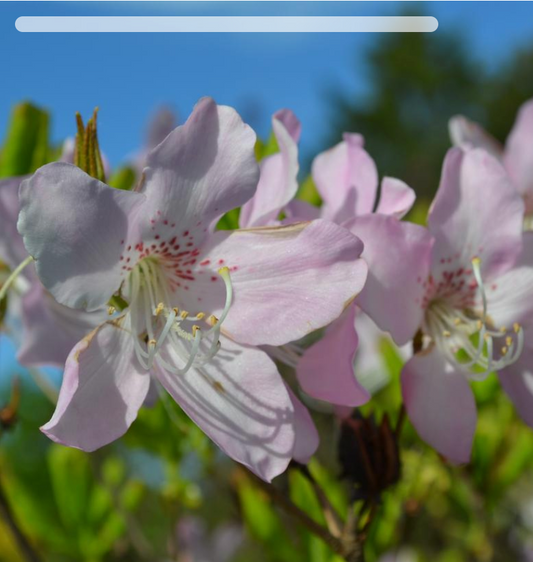 Azalea schlippenbachii (Royal Azalea)