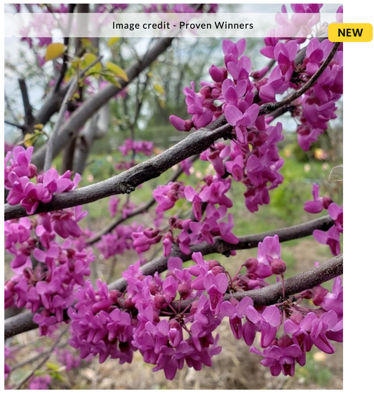 Cercis canadensis 'Luscios Lavender' (Redbud)