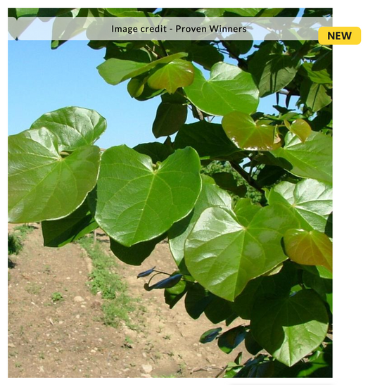 Cercis canadensis 'Luscios Lavender' (Redbud)