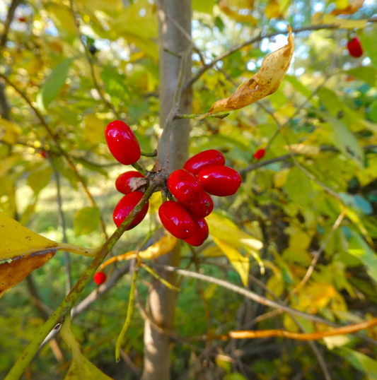 Lindera benzoin 'Scarlet Lady' (Spicebush)