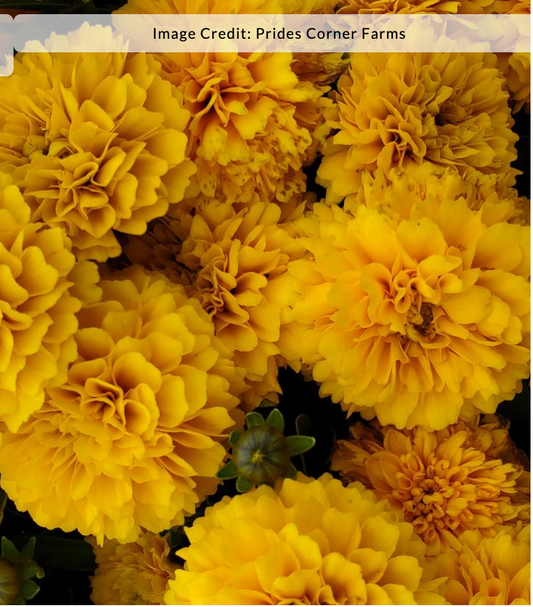 Coreopsis grandiflora Solanna™ 'Golden Sphere' (Tickseed)