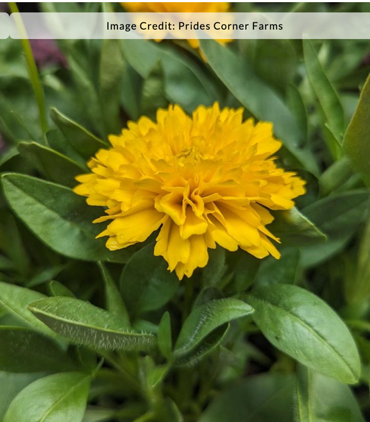 Coreopsis grandiflora Solanna™ 'Golden Sphere' (Tickseed)