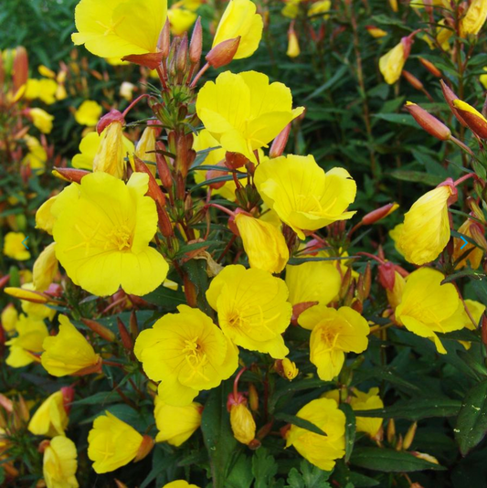 Oenothera fruticosa 'Fireworks' (Evening Primrose)