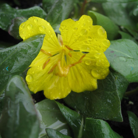 Oenothera fruticosa 'Fireworks' (Evening Primrose)