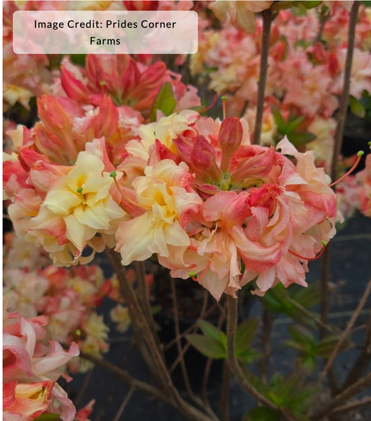Azalea x 'Cannon's Double'