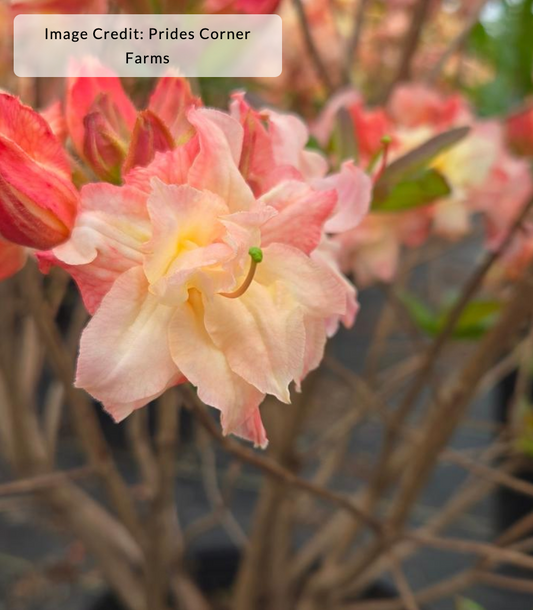 Azalea x 'Cannon's Double'