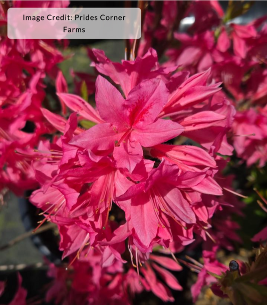 Azalea 'Rosy Lights'