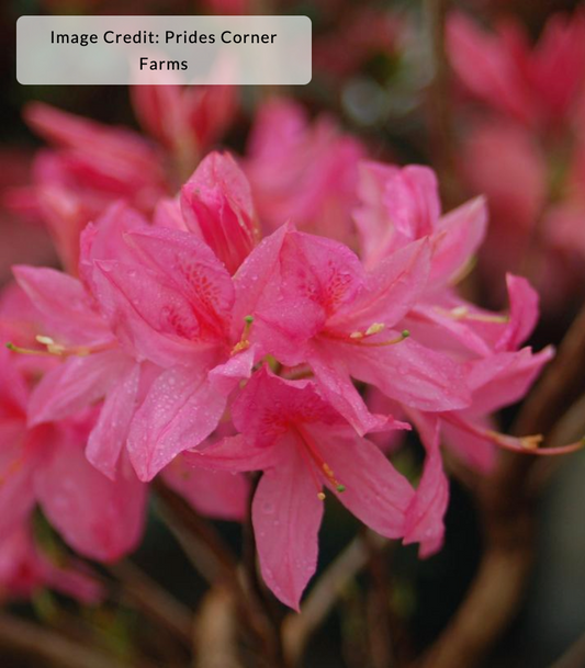 Azalea 'Rosy Lights'