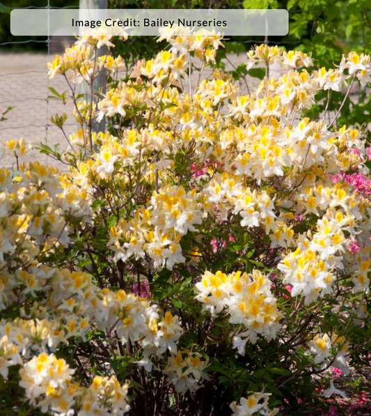 Azalea x 'Northern Hi-Lights'