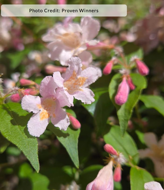 Kolkwitzia ambalis 'Jolene Jolene' - Beauty Bush