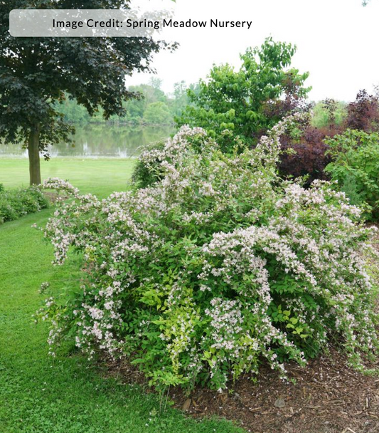 Kolkwitzia ambalis 'Jolene Jolene' - Beauty Bush