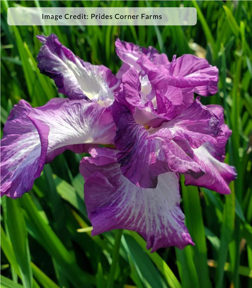 Iris ensata 'Lion King'