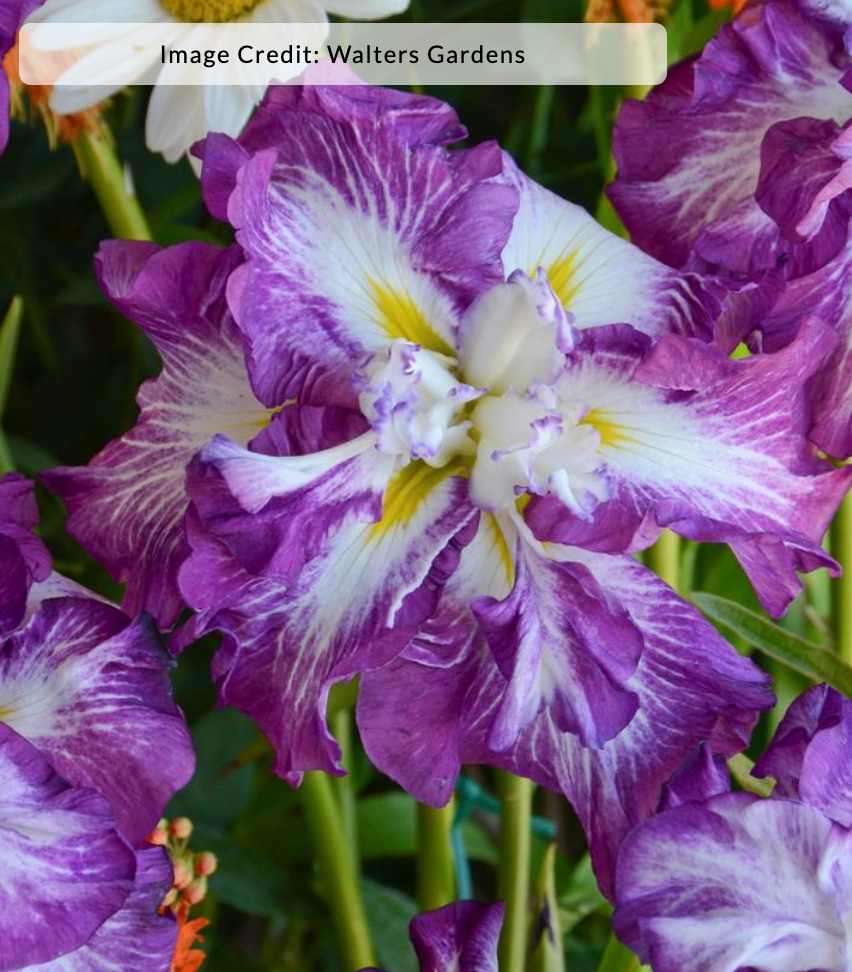Iris ensata 'Lion King'