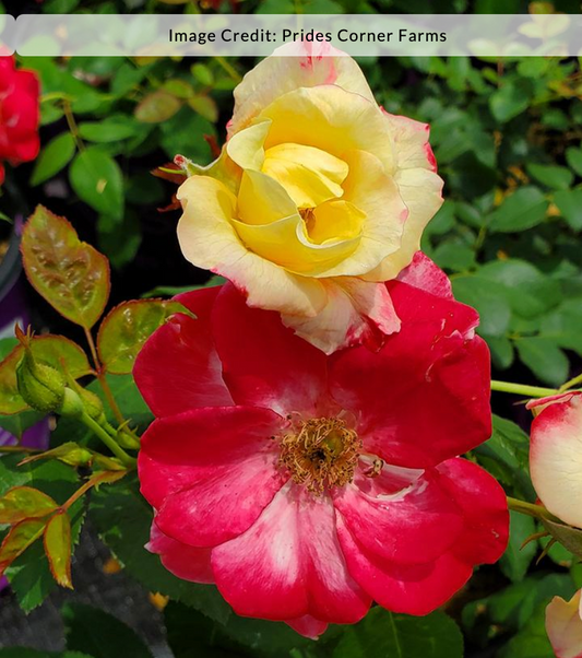 Rosa 'Campfire'