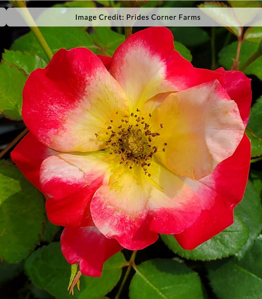 Rosa 'Campfire'