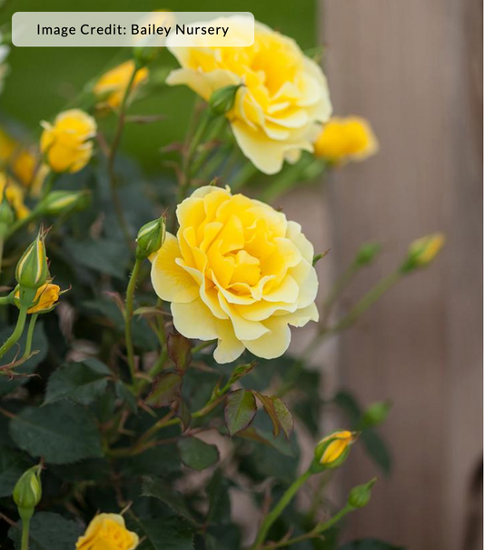 Rosa 'Yellow Submarine' (Rose)