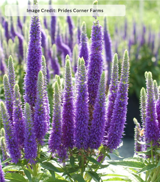 Veronica spicata 'Royal Candles' (Speedwell)