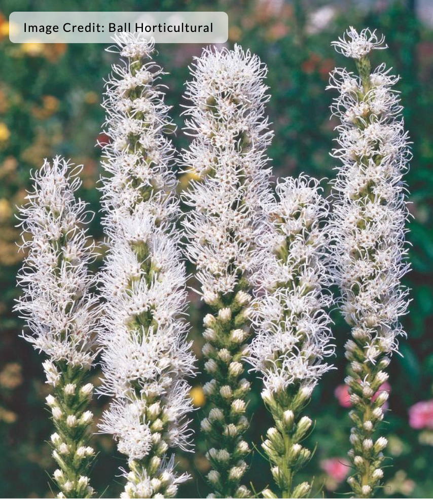 Liatris spicata 'Alba' (Gayfeather)(Blazing Star)