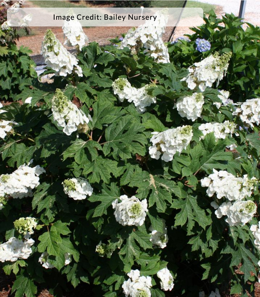 Hydrangea quercifolia 'Jetstream' (Oakleaf Hydrangea)