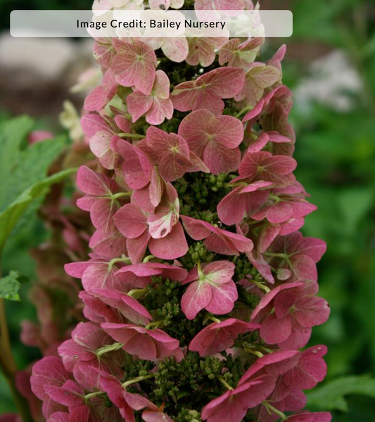 Hydrangea quercifolia 'Jetstream' (Oakleaf Hydrangea)