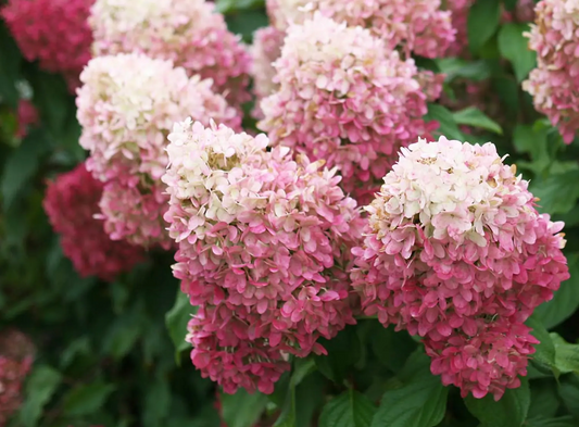 Hydrangea paniculata 'Pillow Talk'
