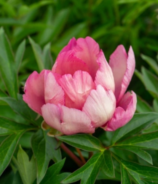 Paeonia Itoh 'Pink Double Dandy' (Peony)