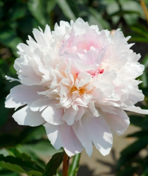 Paeonia lactiflora 'Alertie' (Peony)