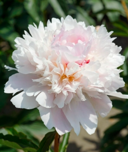 Paeonia lactiflora 'Alertie' (Peony)