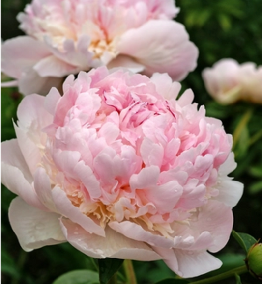 Paeonia lactiflora 'Angel Cheeks' (Peony)