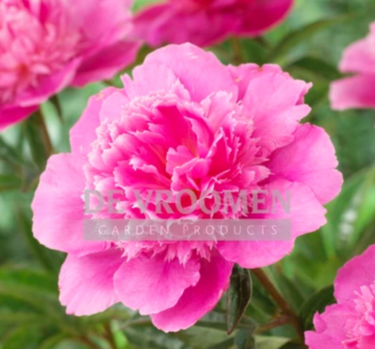 Paeonia lactiflora 'Bouquet Perfect' (Peony)