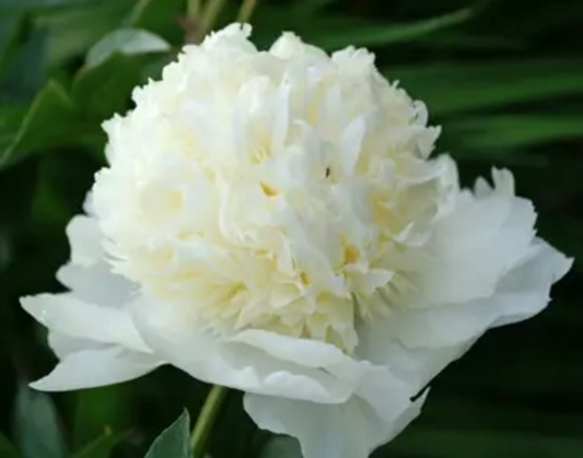Paeonia lactiflora 'Charlie's White' (Peony)