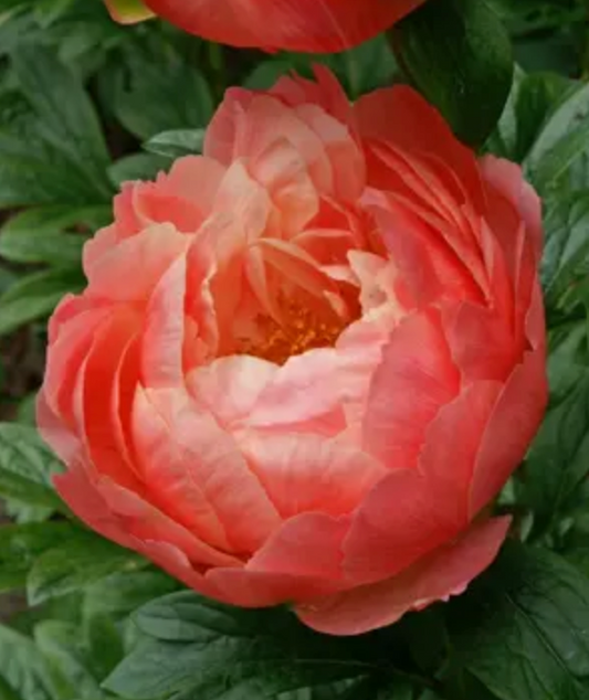 Paeonia (Herbaceous Hybrid) 'Coral Charm' (Peony)