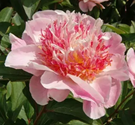Paeonia lactiflora 'Do Tell' (Peony)