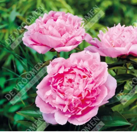 Paeonia lactiflora 'Dinner Plate' (Peony)