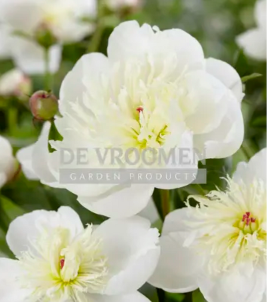 Paeonia lactiflora 'Immaculee' (Peony)