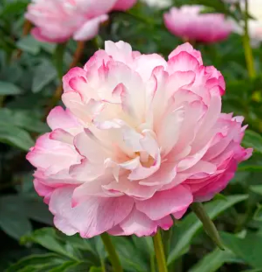 Paeonia lactiflora 'Joker' (Peony)