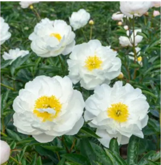 Paeonia lactiflora 'Miss America' (Peony)