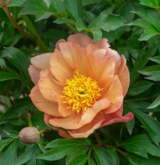 Paeonia Itoh 'Singing In The Rain' (Peony)