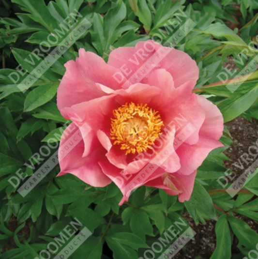 Paeonia Itoh 'Sunset and Rainbows' (Peony)
