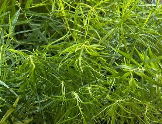 Amsonia hubrichtii