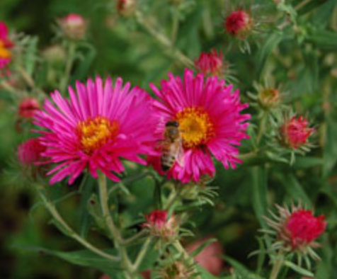 Aster novae-angliae 'Alma Potschke'