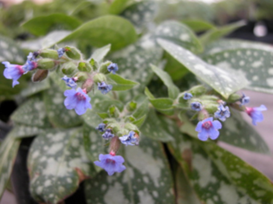 Pulmonaria longifolia 'Roy Davidson'