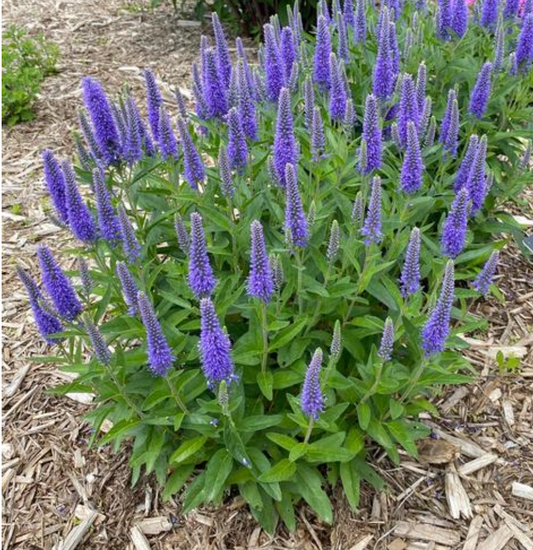 Veronica longifolia 'Skyward Blue' (Speedwell)