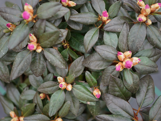Rhododendron Black Hat®