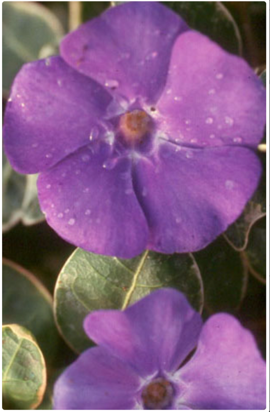 Vinca minor 'Ralph Shugert'